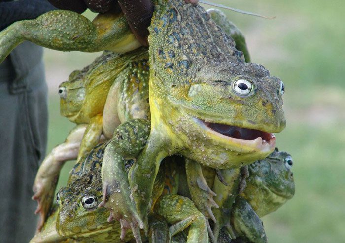 Giant African Frog