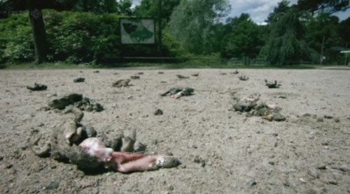 Exploded frogs at a small lake in Germany