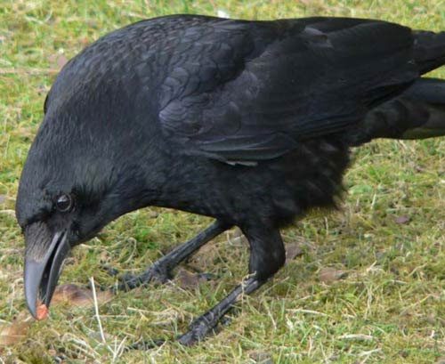 The culprits behind the strange phenomenon have been identified as intelligent crows