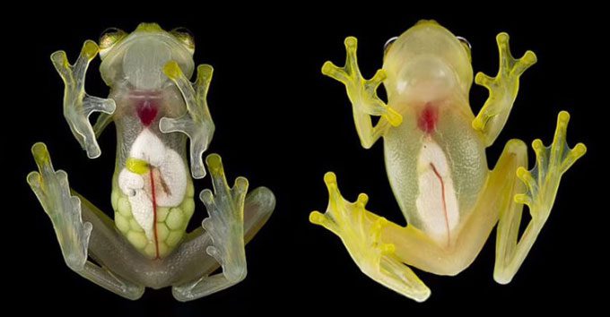 Hyalinobatrachium mashpi (left) and Hyalinobatrachium nouns (right).