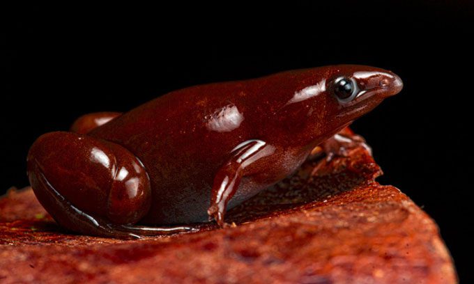 The newly discovered frog species in the Amazon rainforest.