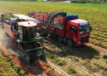 effective tomato harvesting machine by 150 people 122194
