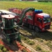 effective tomato harvesting machine by 150 people 122194