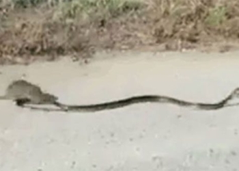 electric mouse fights poisonous snake to save offspring and the consequences 119465