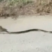 electric mouse fights poisonous snake to save offspring and the consequences 119465