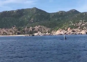 elephant appears in cam ranh 121377