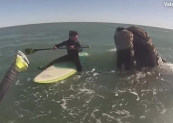 elephant approaches and scares canoe paddler 122411