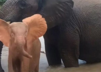 elephant children bach tang mo coi hoc boi cung me nuoi 119210