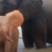 elephant children bach tang mo coi hoc boi cung me nuoi 119210