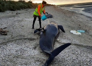 elephant flowers die in droves on new zealand island 119466
