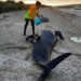 elephant flowers die in droves on new zealand island 119466