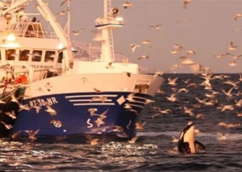 elephant hunter violates species stealing fish from fishermen 118651