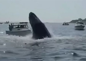 elephant lunging fish escaping water then capsizing boat 122026