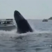 elephant lunging fish escaping water then capsizing boat 122026