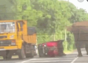 elephant not allowed to sound horn while picking up passengers in the middle of the road 119478