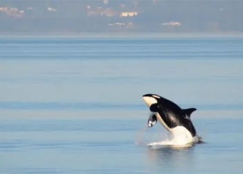 elephant satellites attack continuously boat sinking bird a sailboat 122399