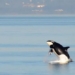 elephant satellites attack continuously boat sinking bird a sailboat 122399