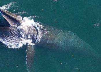 elephant swims 6 000km to find mate 118933