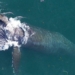 elephant swims 6 000km to find mate 118933