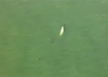 elephant with white spot encountered while fishing with pig fish outside australia 120331