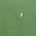 elephant with white spot encountered while fishing with pig fish outside australia 120331
