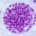 embryo derived from cat helps humans be more attractive 122318