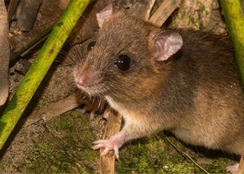 endangered animals what can we do to save them 124229