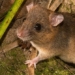 endangered animals what can we do to save them 124229