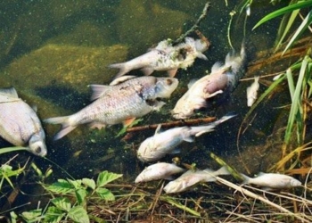 environmental disaster in poland fish die in oder river 122389