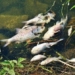 environmental disaster in poland fish die in oder river 122389