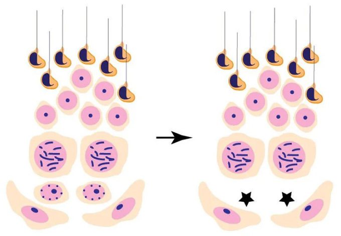 When the DOT1L enzyme is inactive, spermatogonial stem cells gradually deplete.