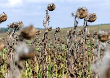 ethanol could be the solution to save the harvest in the drought 122639