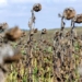 ethanol could be the solution to save the harvest in the drought 122639
