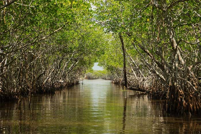 Everglades, Florida, USA