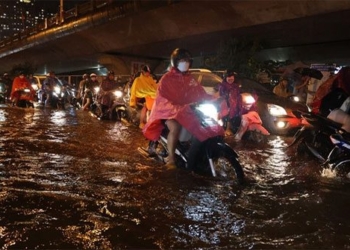 every time it rains frequently many people will have to struggle with this horrible creature 121115