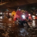 every time it rains frequently many people will have to struggle with this horrible creature 121115