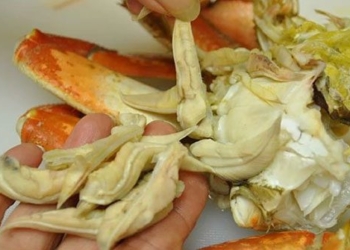 expert reveals 3 parts you should absolutely not eat of crab remove immediately 120626