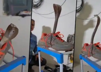 expert selling snake heads round inside the sports shoe 121753
