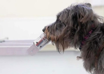 experts tell you how to know the stress level of your dog 124407