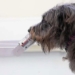 experts tell you how to know the stress level of your dog 124407