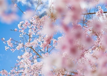 explain spring trend what it means from a scientific perspective 119966