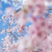explain spring trend what it means from a scientific perspective 119966