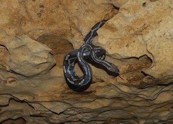 explore kantemo hanging snake strange in mexico 124633