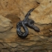 explore kantemo hanging snake strange in mexico 124633