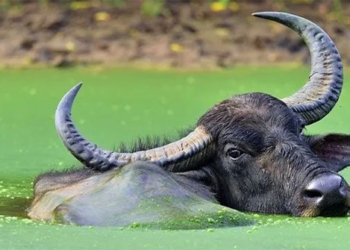 explore the secrets of the water buffalo species 123323