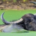 explore the secrets of the water buffalo species 123323