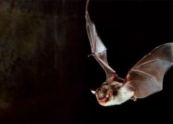 explore the technology expanding the depth of species 124593