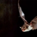 explore the technology expanding the depth of species 124593