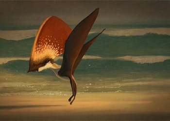 extinct species of giant bird can change feathers survive alongside dinosaurs 120297