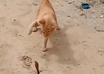 face off with a snake cat on the day of march 1 and die at age 118631